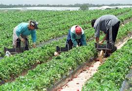 agricultura, locuri de munca, spania, stiri, botosani