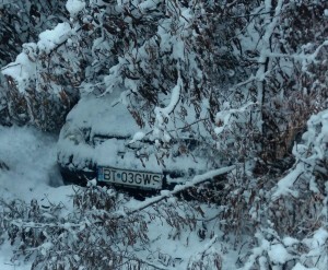 copaci cazuti pe strada, stiri, botosani, strada savenilor