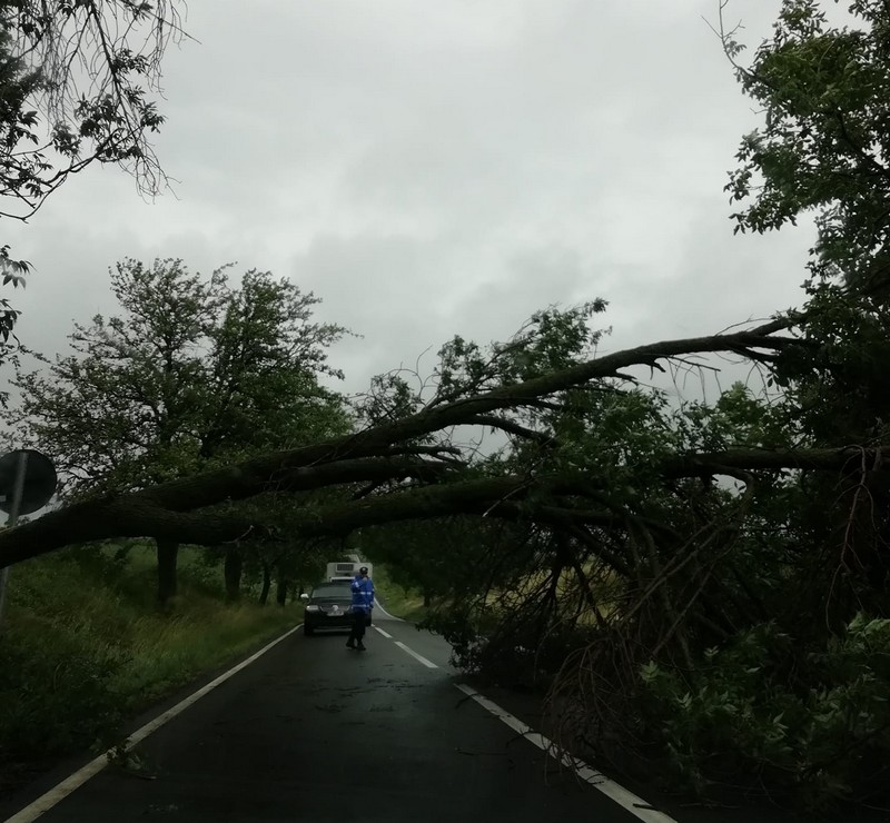 copac rupt, stiri, botosani, drum national