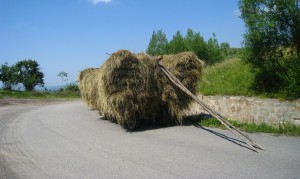 caruta cu fan, stiri, botosani