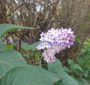 liliac inflorit in octombrie , stiri , botosani