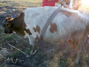 stiri, botosani, pompieri, stefanesti, vaca cazuta in groapa (1)