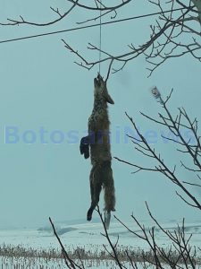 vulpe agatata, stiri, botosani