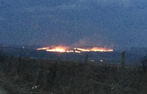 incendiu vegetatie, stiri, botosani