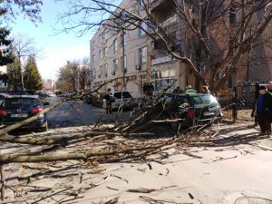 masini avariate de un copac rupt la Botosani (2)