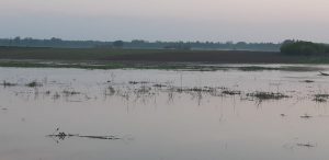 inundatii pe Prut la Baranca- Hudesti din judetul Botosani